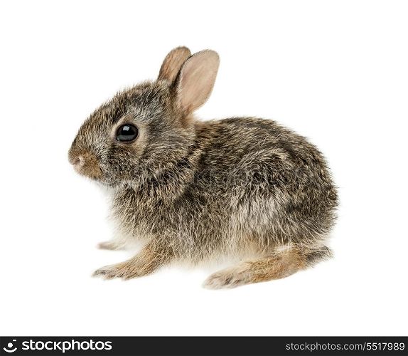 Baby cottontail bunny rabbit. Portrait of baby cottontail bunny rabbit isolated on white background