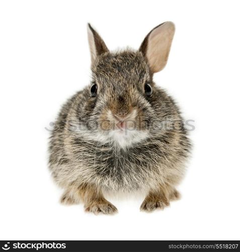 Baby cottontail bunny rabbit. Portrait of baby cottontail bunny rabbit isolated on white background