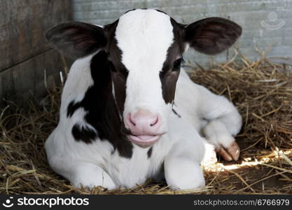 Baby cow calf in a cage.
