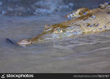 Baby Crocodile swimming in the water, Costa Rica