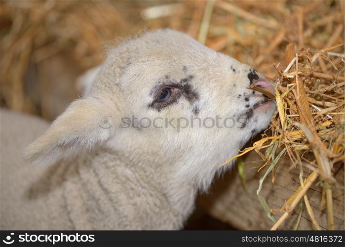 Baby cute lamb in a stable