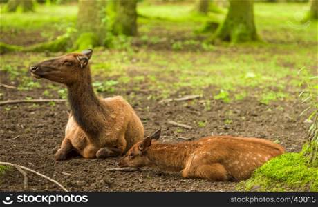 Baby deer and its mother resting in the forest, enjoying the sunlight on a sunny day of summer