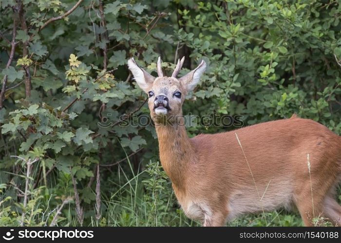 Baby deer standing in the meadow in dutch nature