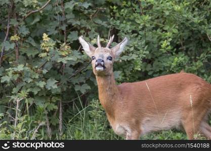 Baby deer standing in the meadow in dutch nature