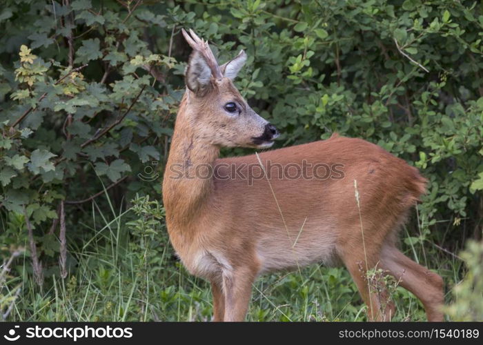 Baby deer standing in the meadow in dutch nature