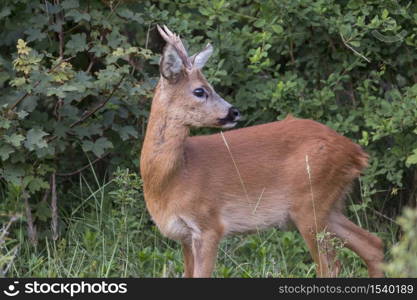 Baby deer standing in the meadow in dutch nature