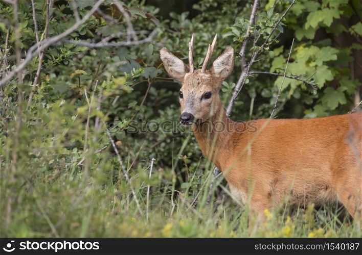 Baby deer standing in the meadow in dutch nature. Baby deer standing in the meadow