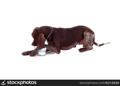 Baby Deutscher Kurzhaar dog isolated over white background