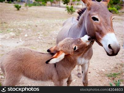 Baby donkey mule with mother in mediterranean Spain