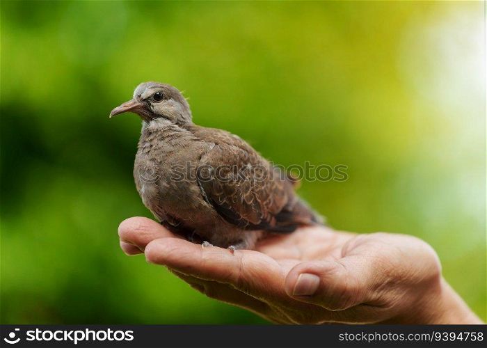 baby dove in hand on a green nature background