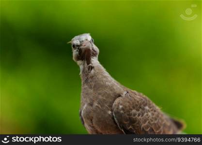 baby dove on a green nature background