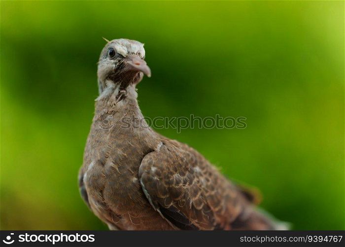 baby dove on a green nature background