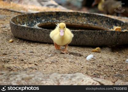 baby duck happy in countryside style