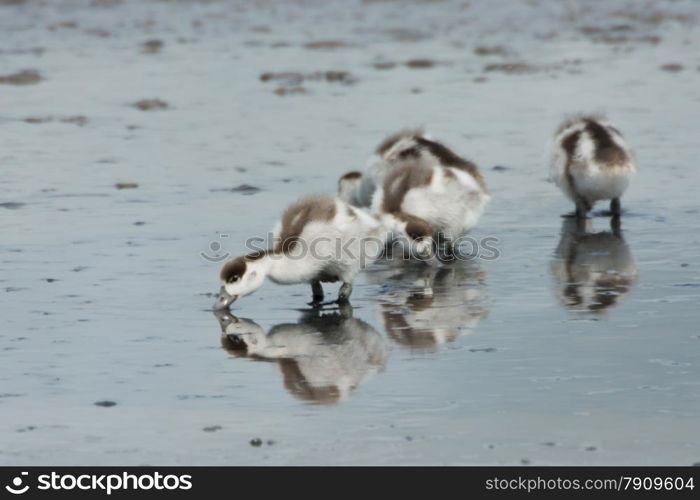 baby ducks feeding in the water