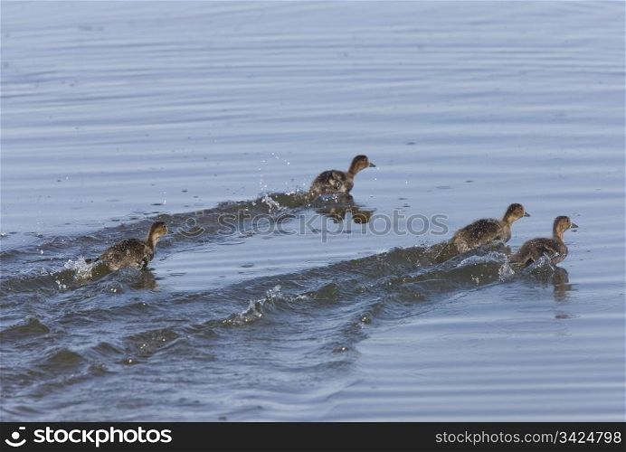 Baby Ducks Swimming Quickly in Saskatchewan Canada