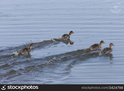 Baby Ducks Swimming Quickly in Saskatchewan Canada