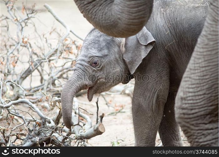 Baby elephant. Asian baby elephant standing close to its mother