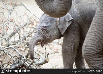 Baby elephant. Asian baby elephant standing close to its mother