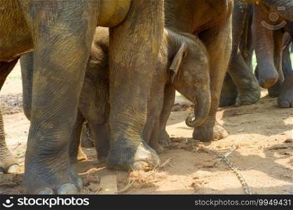 Baby elephant at Pinnawala Elephants Orphanage. Sri Lanka