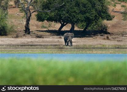 Baby elephant at the side of a river