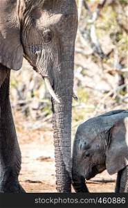 Baby Elephant bonding with his mother in the Kruger National Park, South Africa.