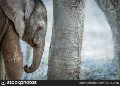 Baby Elephant calf next to mother