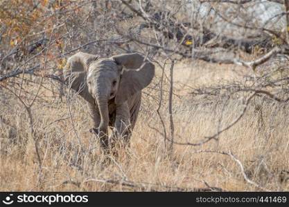 Baby Elephant calf standing in the bushes in the Kruger National Park, South Africa.
