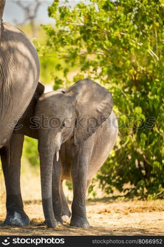 Baby elephant calf standing with its mother in the wild in Botswana, Africa