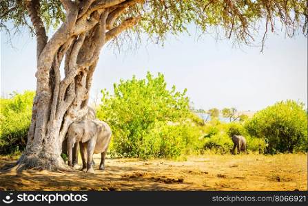 Baby Elephant hiding under a tree with parent behind in the wild