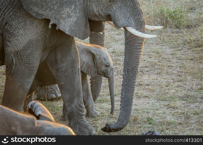 Baby Elephant in between the herd in the Kruger National Park, South Africa.