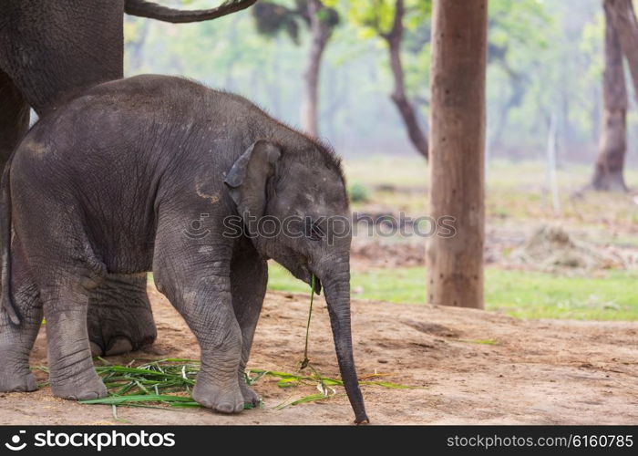 Baby elephant in Chitvan National Park, Nepal