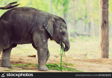 Baby elephant in Chitvan National Park, Nepal