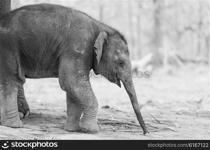 Baby elephant in Chitvan National Park, Nepal