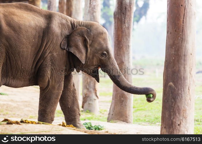 Baby elephant in Chitvan National Park, Nepal