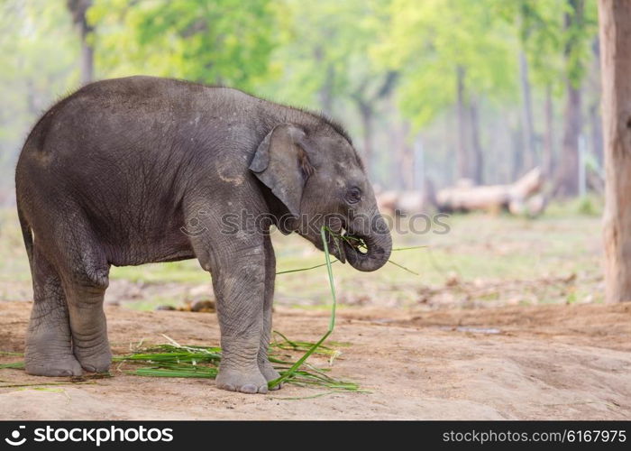 Baby elephant in Chitvan National Park, Nepal