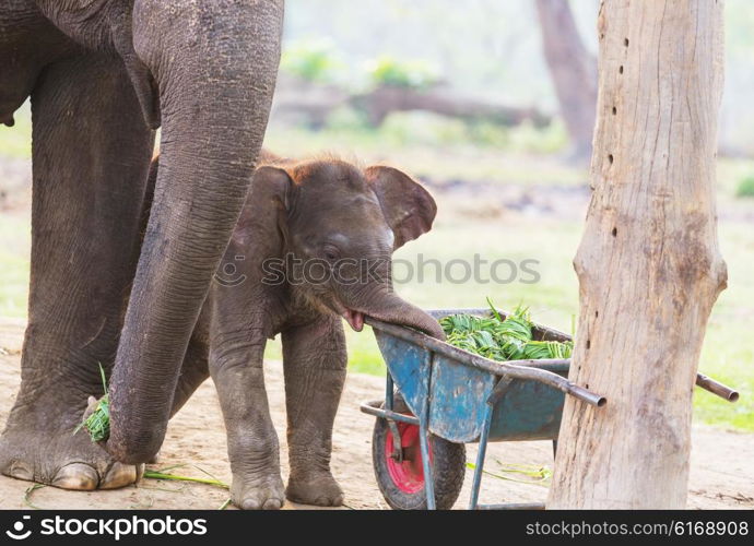 Baby elephant in Chitvan National Park, Nepal