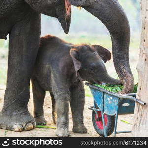 Baby elephant in Chitvan National Park, Nepal