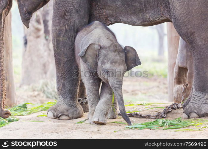 Baby elephant in Chitvan National Park, Nepal