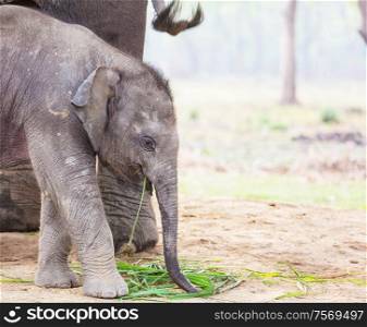 Baby elephant in Chitvan National Park, Nepal