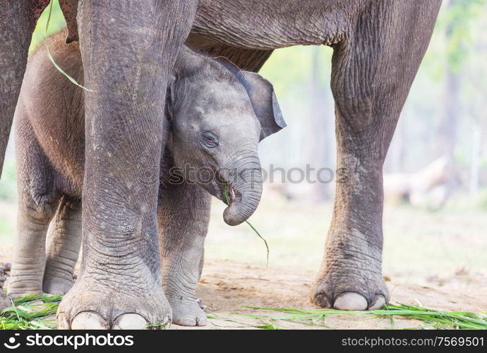 Baby elephant in Chitvan National Park, Nepal