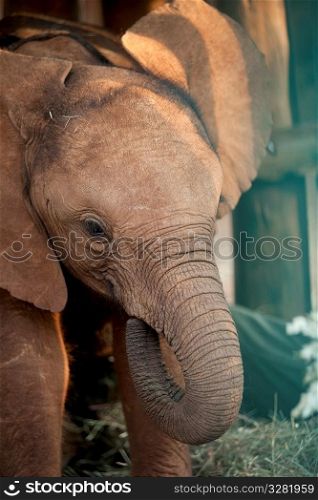 Baby elephant in Kenya Africa