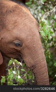 Baby elephant in Kenya Africa