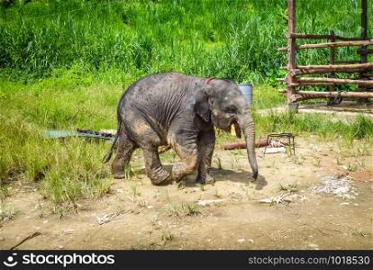 Baby elephant in protected park, Chiang Mai, Thailand, Asia. Baby elephant in protected park, Chiang Mai, Thailand