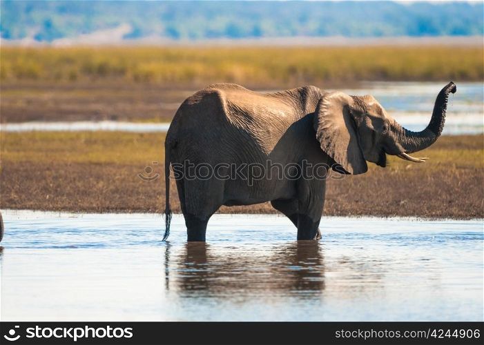 Baby elephant (Loxodonta africana), Chobe National Park