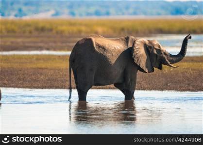 Baby elephant (Loxodonta africana), Chobe National Park