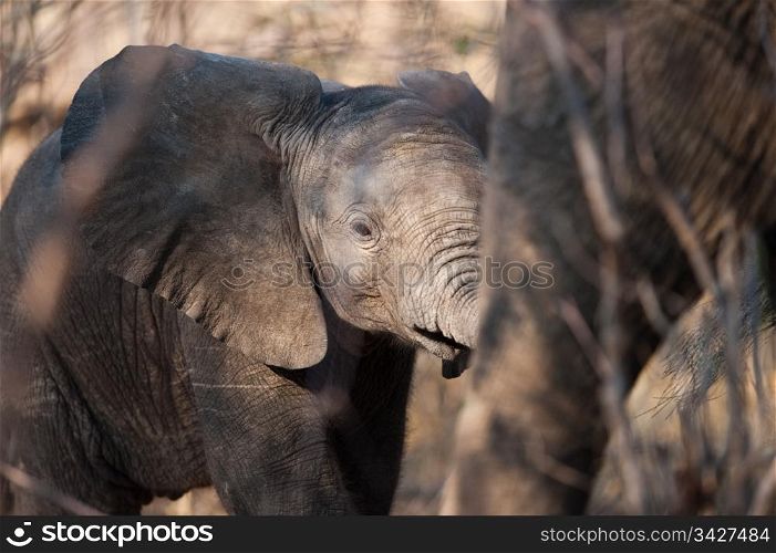 BABY ELEPHANT (Loxodonta africana) walking, Chobe National Park