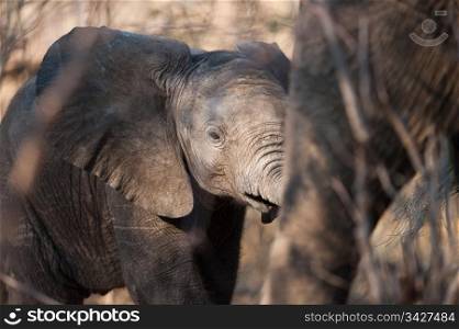 BABY ELEPHANT (Loxodonta africana) walking, Chobe National Park