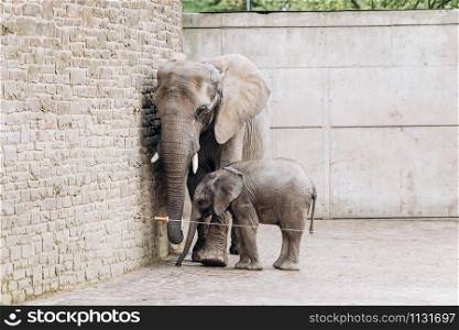 Baby elephant near big mother in zoo