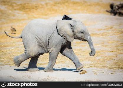 Baby elephant running sideways cute and small. Baby elephant running sideways