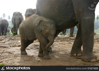 baby elephant seeking protection next to it&acute;s mother